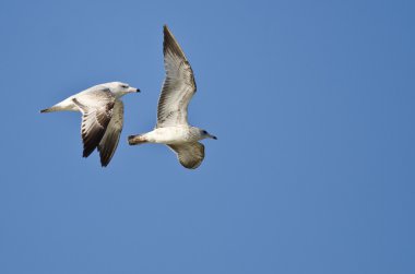 Çift Ring-Billed mavi gökyüzünde uçan martı