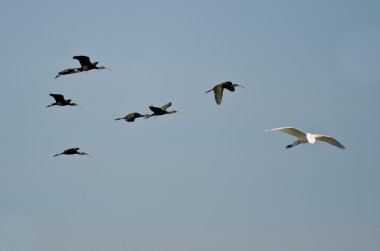 Mavi gökyüzünde uçan başlıklı Ibis sürüsü