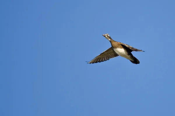 Pato de madera hembra volando en un cielo azul — Foto de Stock