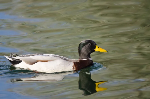 Stockente schwimmt über das grüne Wasser — Stockfoto