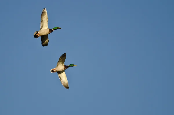两个男的野鸭，在蓝色的天空中飞翔 — 图库照片