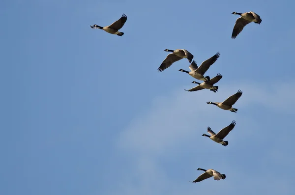 Herde von Kanadagänsen fliegt in blauem Himmel — Stockfoto