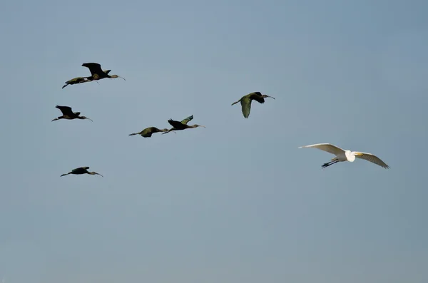 Stormo di Ibis dal volto bianco che volano in un cielo blu — Foto Stock