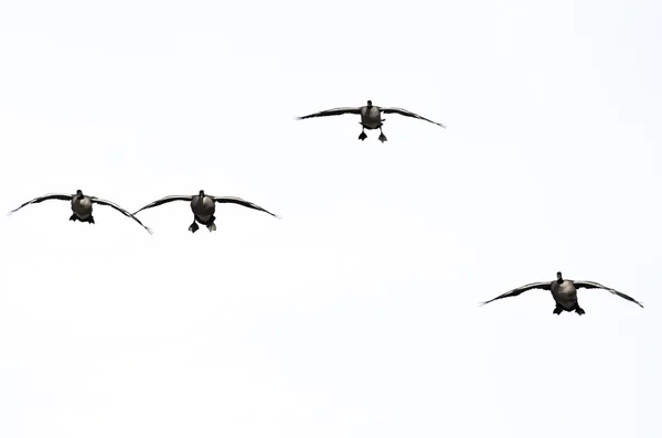 Quatro gansos do Canadá chegando para desembarcar em um fundo branco — Fotografia de Stock