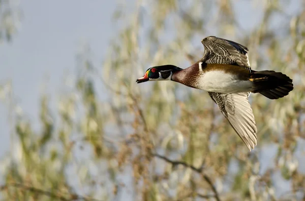 Fermer Regardez mâle bois canard en vol — Photo