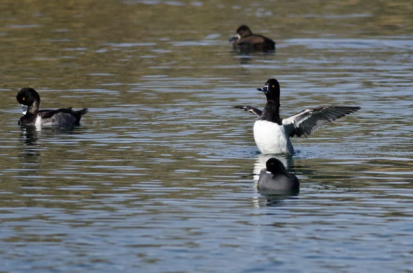 Ringelhalsente, die ihre Flügel ausstreckt, während sie sich auf dem Wasser ausruht — Stockfoto