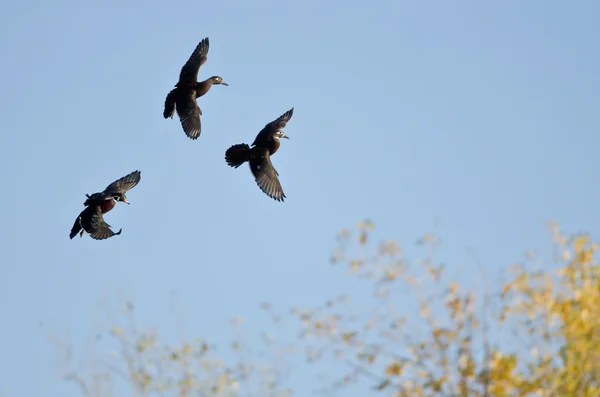 Drei Waldenten fliegen in einem blauen Himmel — Stockfoto