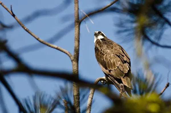 Osprey yüksek ağaca tünemiş — Stok fotoğraf