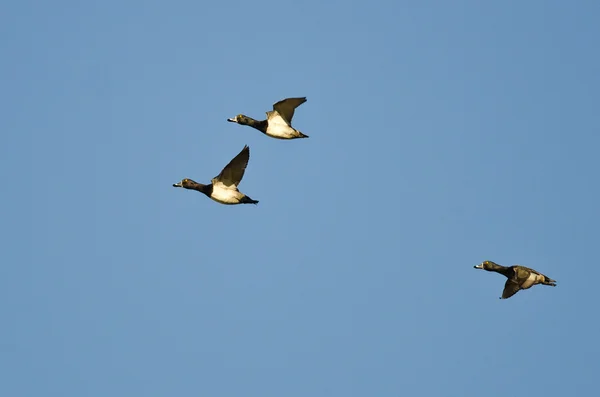 Três patos de pescoço anelado voando em um céu azul — Fotografia de Stock