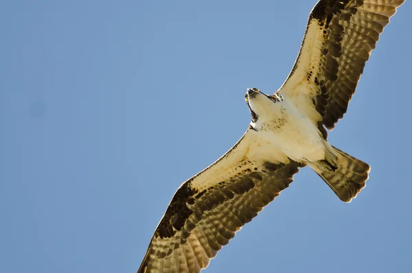 Osprey Hunting on the Wing in a Blue Sky — Stock Photo, Image