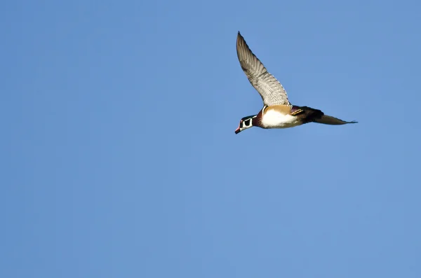 Mannelijke hout Duck vliegen in een blauwe hemel — Stockfoto