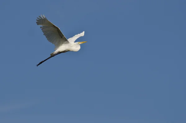 Great Egret Volando en un cielo azul —  Fotos de Stock