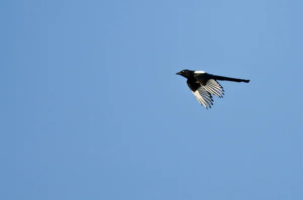 Gazza dalle fatture nere che vola in un cielo blu — Foto Stock