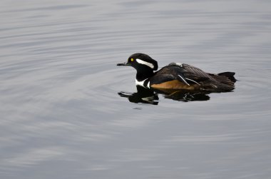 Hala su birikintisi sularda kapüşonlu Merganser Yüzme