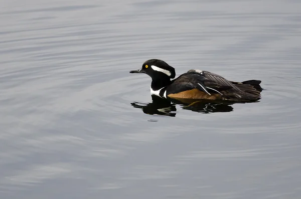 Плавание в капюшоне Merganser в тихом пруду — стоковое фото