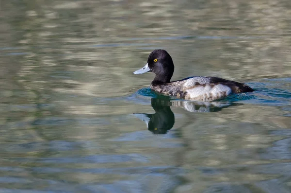 Maschio scaup nuoto in il still stagno acque — Foto Stock