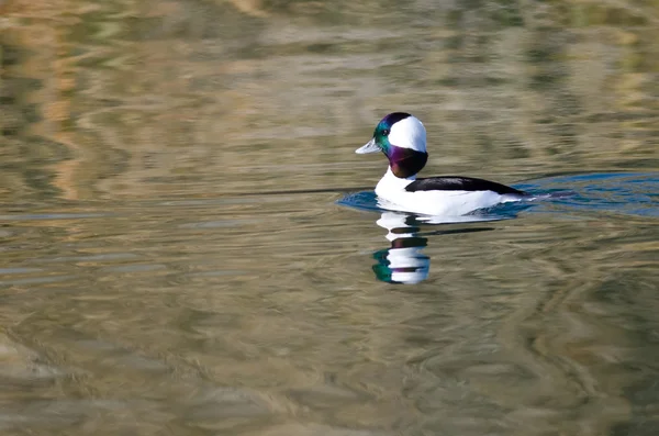 Büffelente schwimmt im stillen Teichwasser — Stockfoto