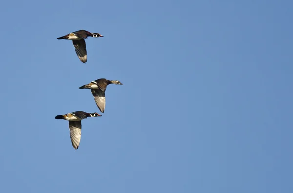 Three Wood Ducks Flying In a Blue Sky