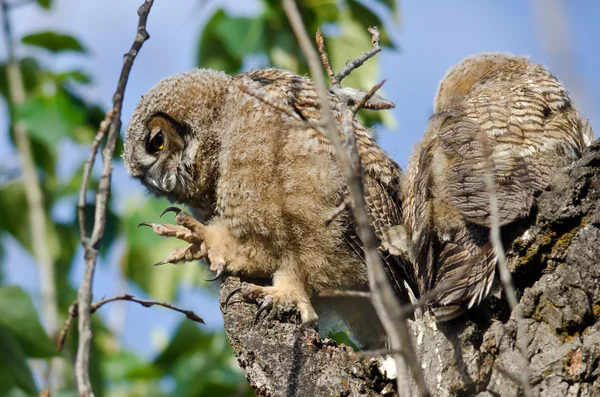 Genişletilmiş pençe ile yuva içinde genç owlet — Stok fotoğraf