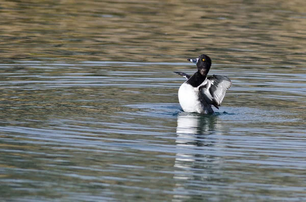 Anatra dal collo ad anello che allunga le ali mentre riposa sull'acqua — Foto Stock