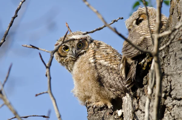 Genç owlet yuva doğrudan göz teması yapma — Stok fotoğraf