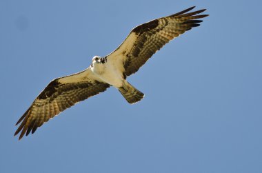 Osprey avcılık mavi gökyüzünde kanat