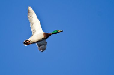 mavi gökyüzünde uçan erkek yeşilbaş ördek