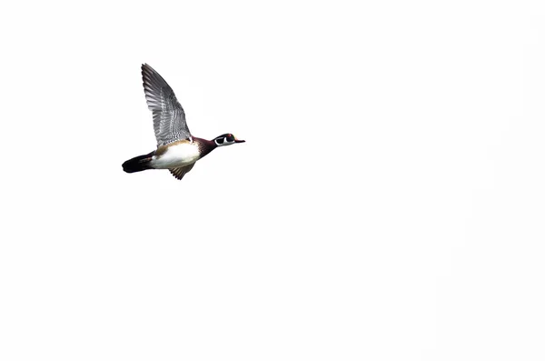 Männliche Waldente fliegt vor weißem Hintergrund — Stockfoto