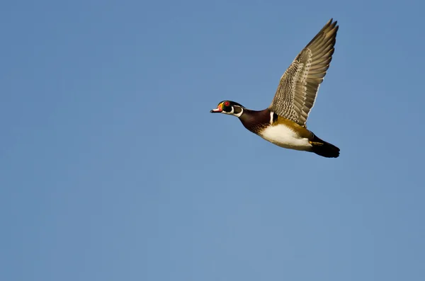 Canard en bois mâle volant dans un ciel bleu — Photo