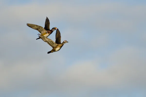 Paire de canards en bois volant dans un ciel bleu nuageux — Photo