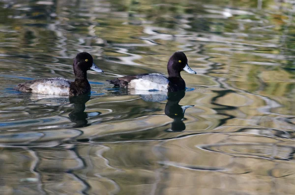 Zwei männliche Scaup-Enten schwimmen im stillen Teichwasser — Stockfoto