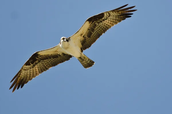 Osprey a caccia sull'ala in un cielo blu — Foto Stock