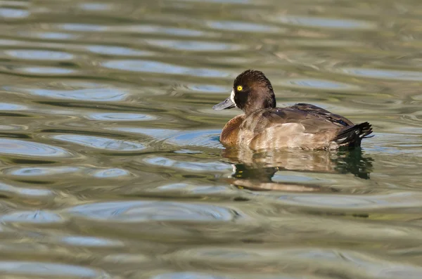 Female Scaup Duck Swimming in the Still Pond Waters — Stock Photo, Image