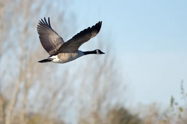 Mannelijke Ring - Necked Duck zwemmen in de wateren nog steeds vijver — Stockfoto