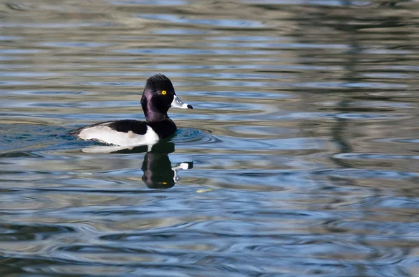 Masculino anel de pescoço pato natação no ainda lagoa águas — Fotografia de Stock