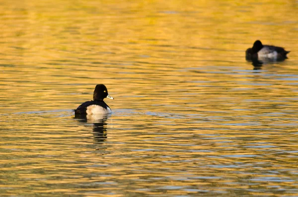 Pato de cuello anular nadando en un estanque de otoño dorado — Foto de Stock