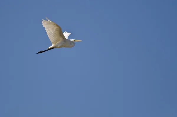 Μεγάλη Egret που φέρουν σε ένα μπλε ουρανό — Φωτογραφία Αρχείου