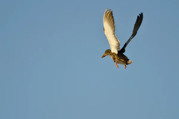 Vrouwelijke mallard duck vliegen in een blauwe hemel — Stockfoto