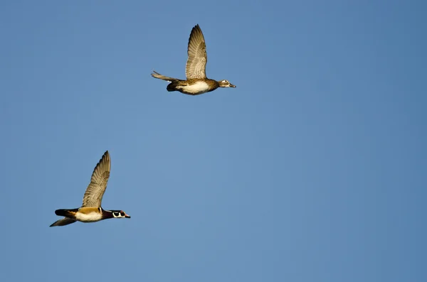 在蓝天中飞翔的木鸭对儿 — 图库照片