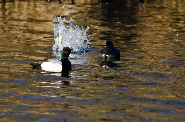 Male Lesser Scaup Swimming Past a Splash in the Pond — Stock Photo, Image