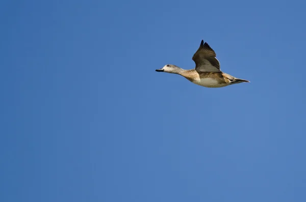 Gadwall solitário voando em um céu azul — Fotografia de Stock