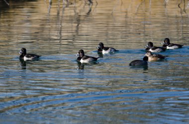 Yüzük - boyunlu hala göl suları üzerinde oturan ördekler