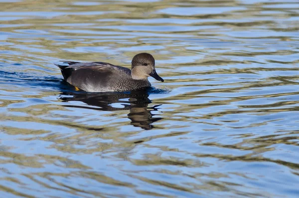 Lone Gadwall Swimming on the Blue Water — Stock Photo, Image