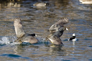 Saldırı hakkında kızgın Amerikan Sakarmeke