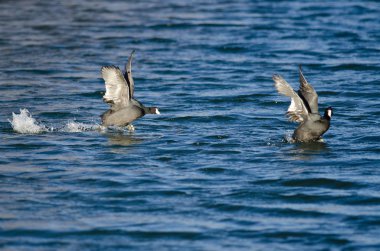 Saldırı hakkında kızgın Amerikan Sakarmeke