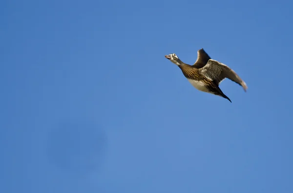 Female Wood Duck Flying in a Blue Sky