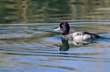 Hala su birikintisi sularda erkek Scaup Yüzme