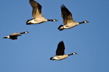 Kanada Kaz Sürüsü Mavi Gökte Uçuyor