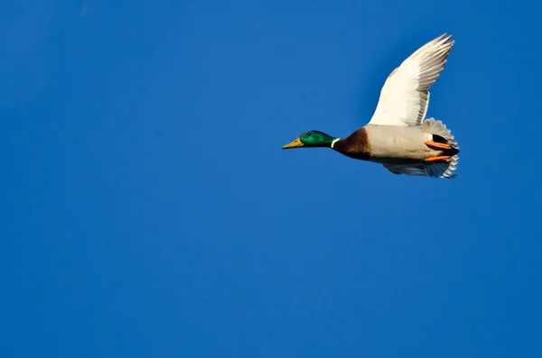 Manliga gräsand flyger i en blå himmel — Stockfoto