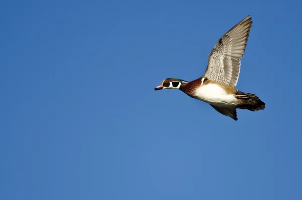 Canard en bois mâle volant dans un ciel bleu — Photo